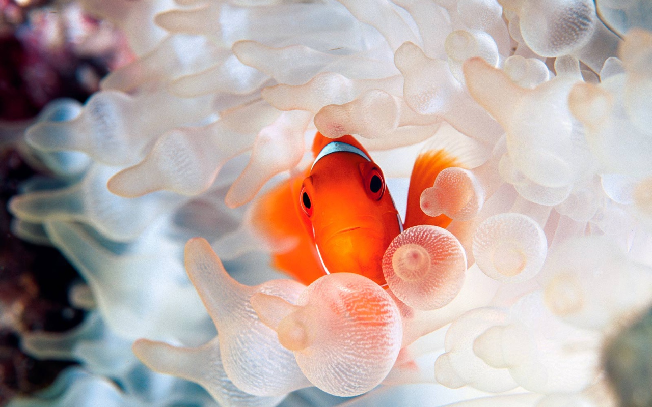 Коралловая рыбка