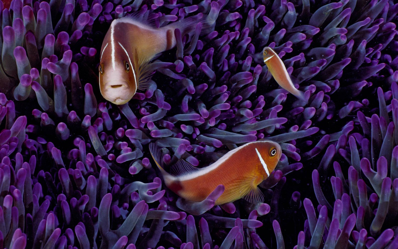 Морские рыбки