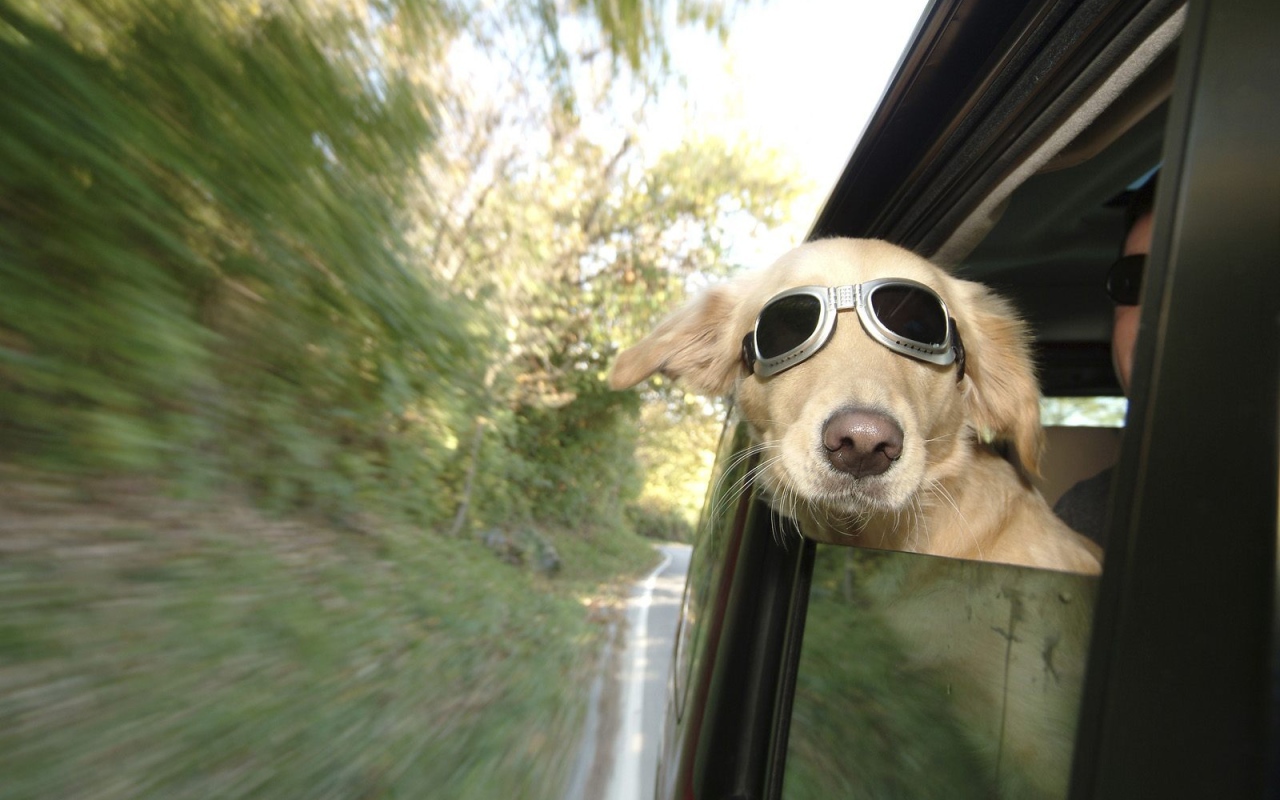 Любитель скорости