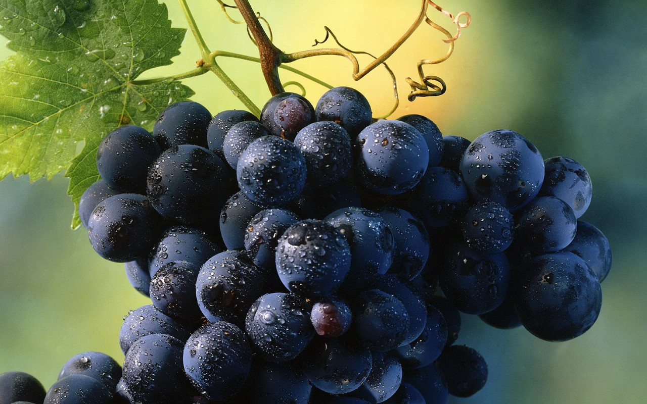 Виноград