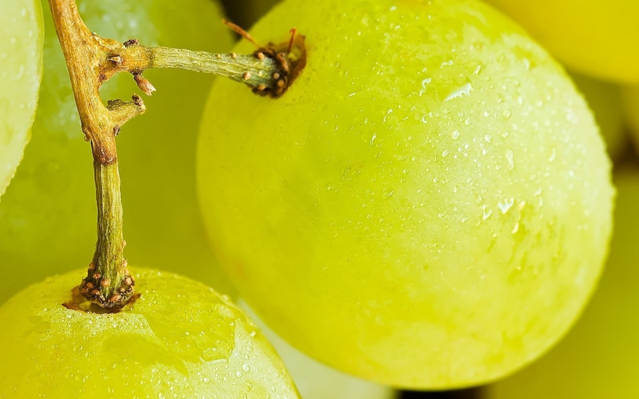 Виноград на веточке