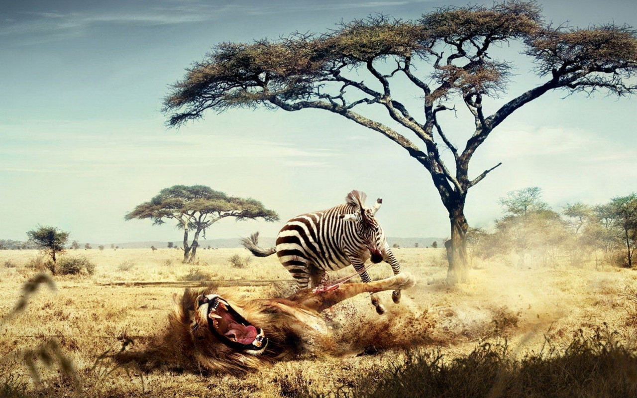 Зебра напала на льва