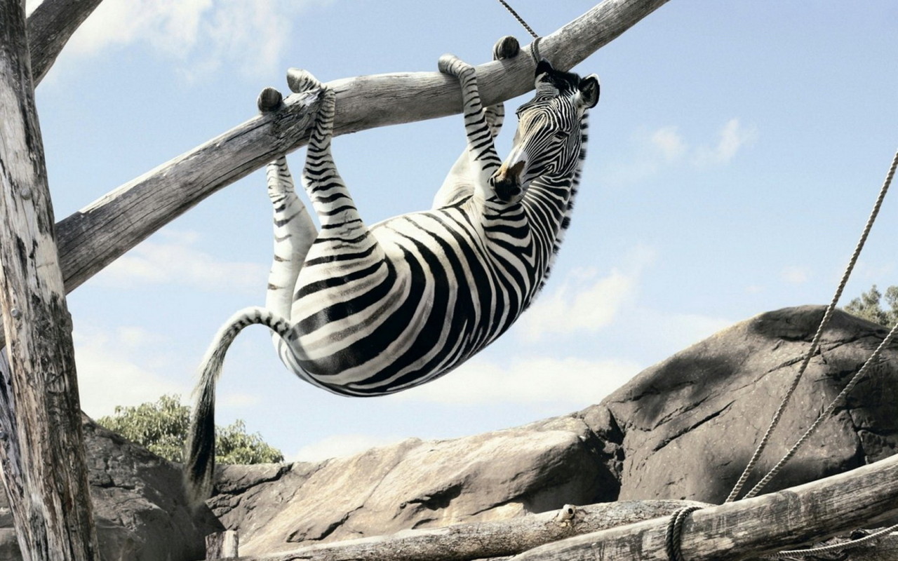 Зебра на ветке