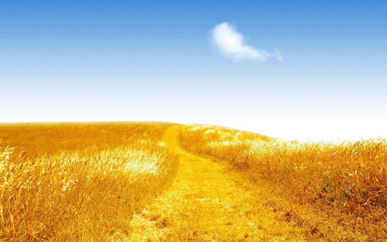Золотистое поле