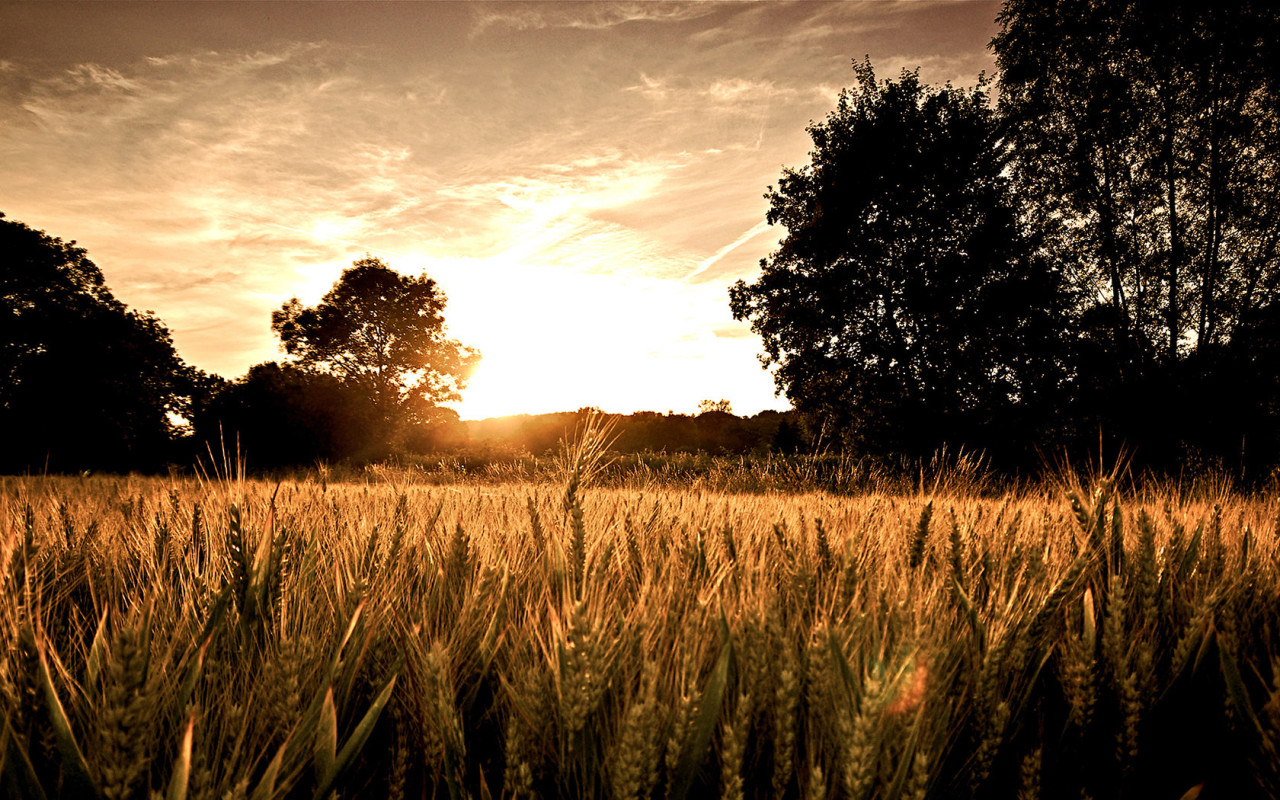 Пшеничное поле на закате