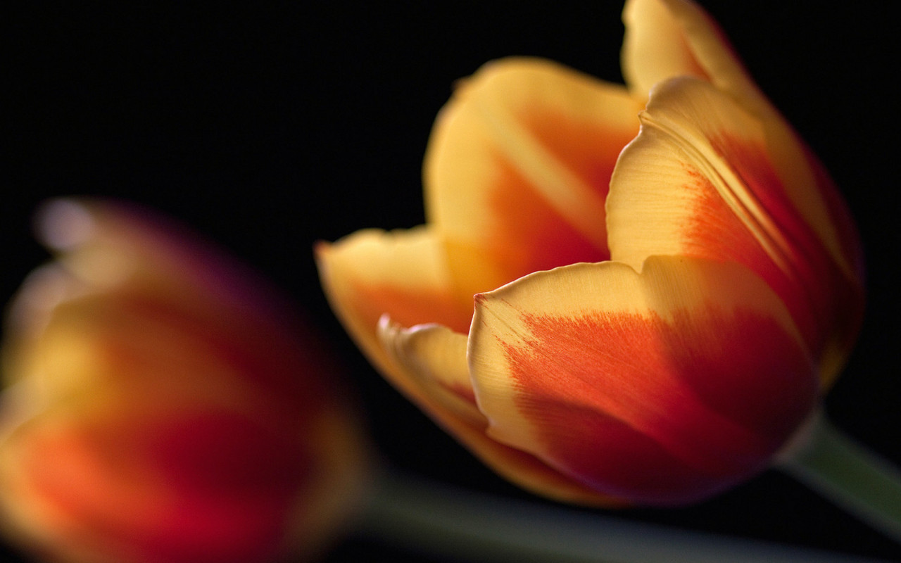 Тюльпан в ночи