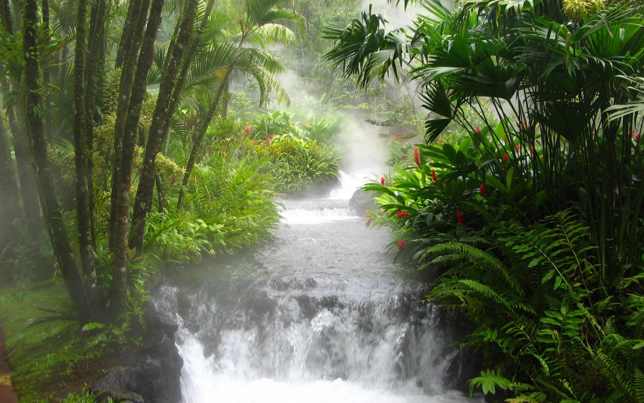 Азиатские джунгли