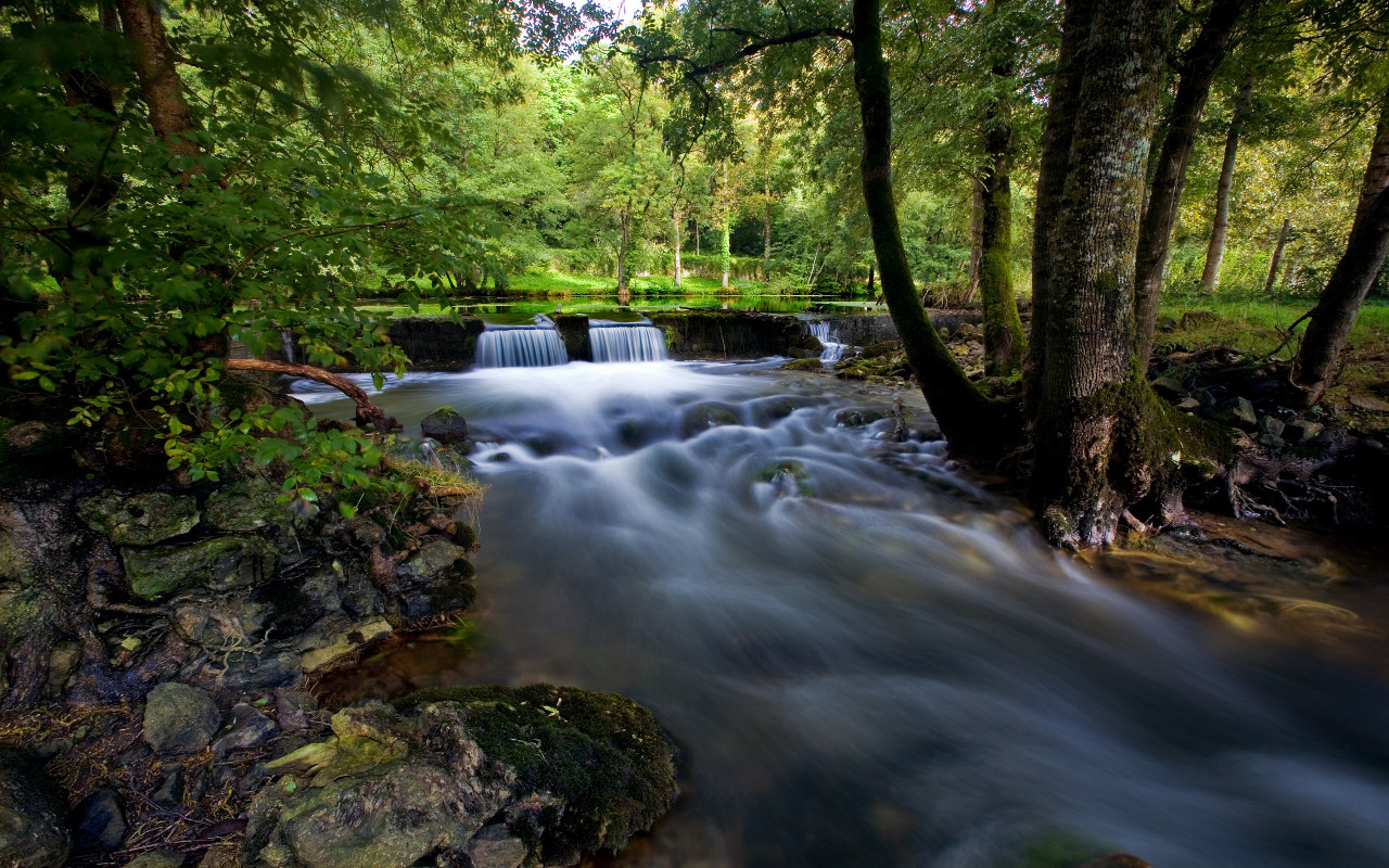 Ручей в лесной чаще