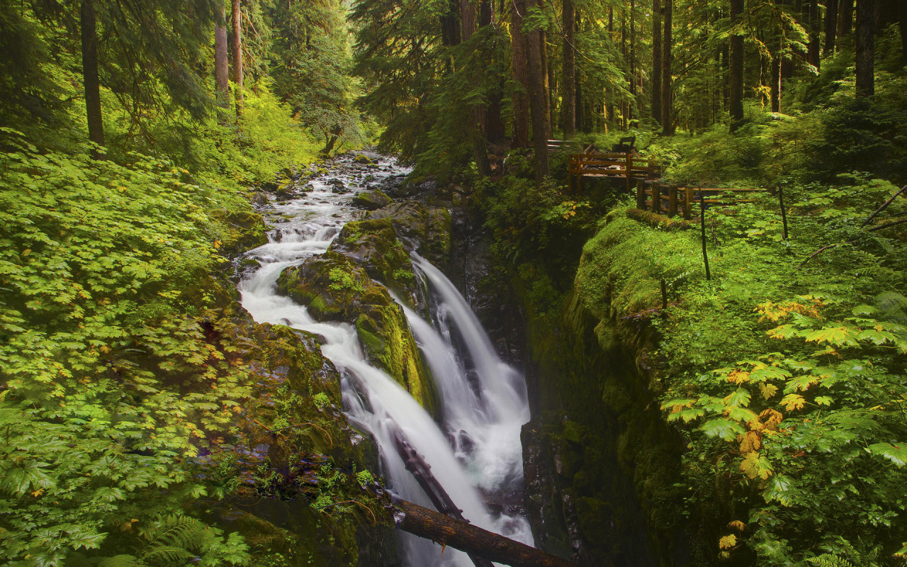 Лесной ручей