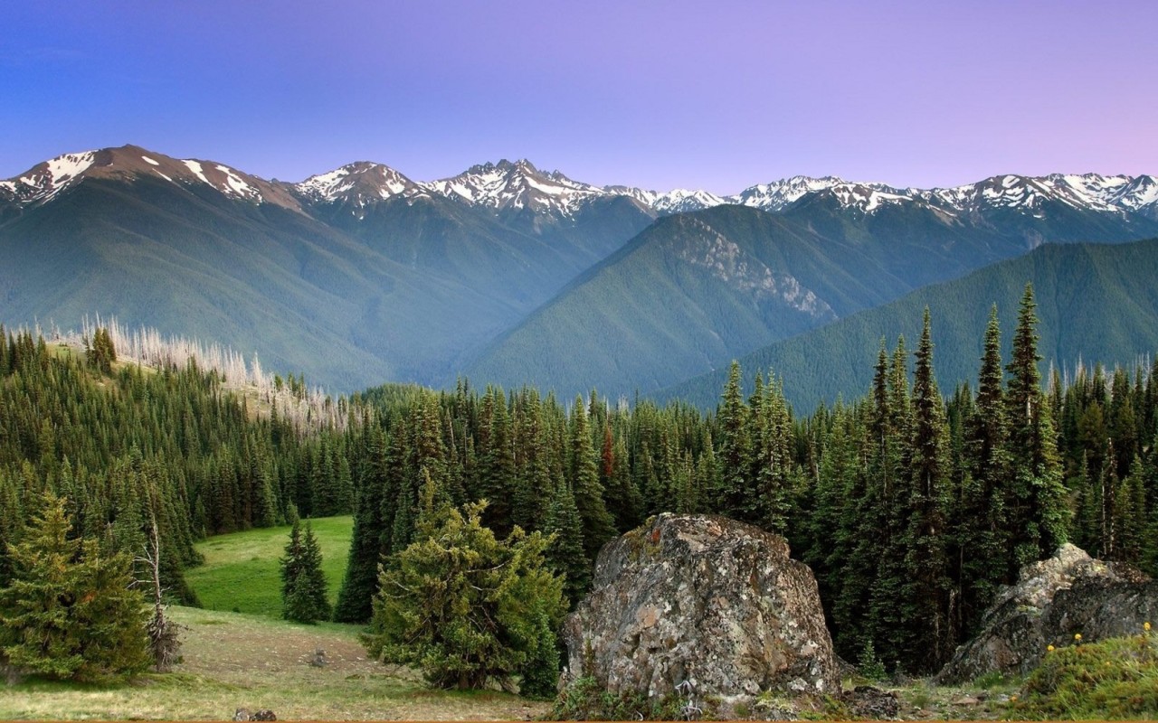 Лес на горных вершинах