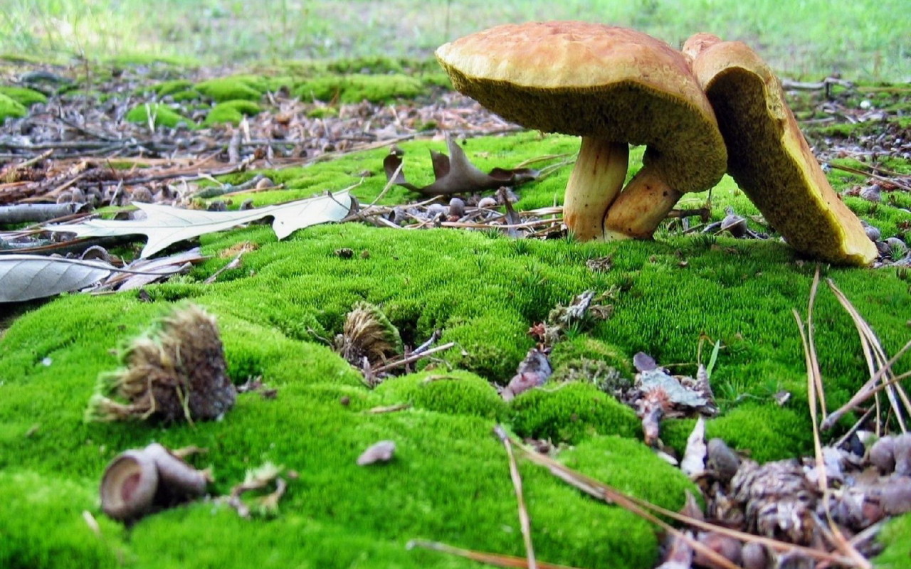 Грибы среди мха
