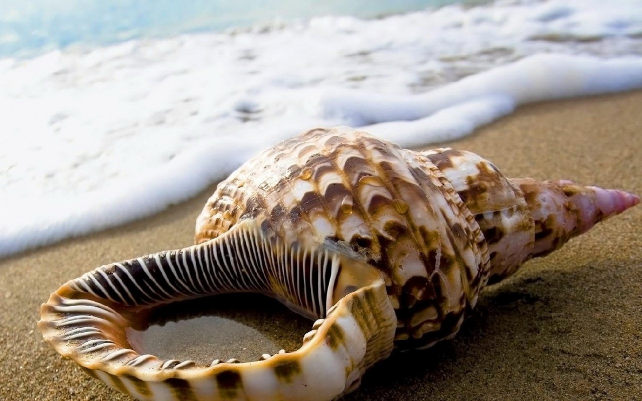 Ракушка на песке