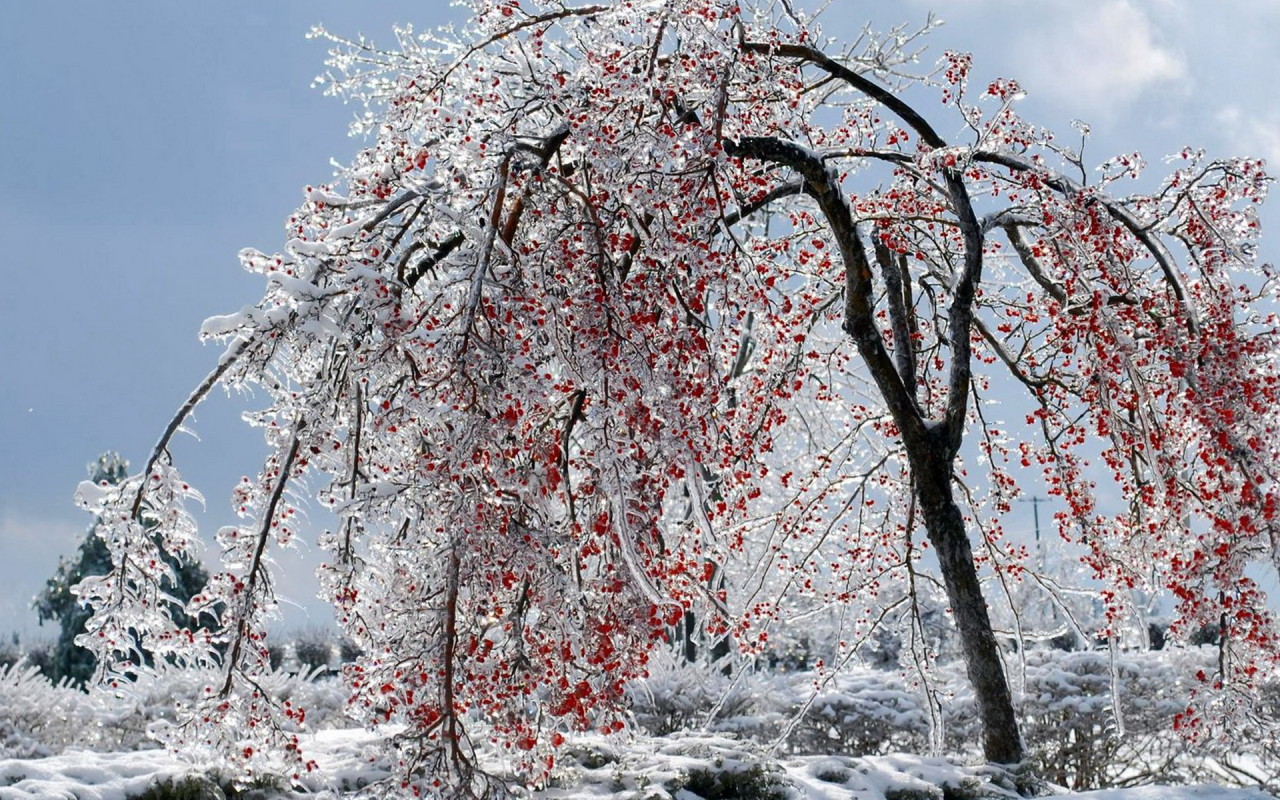 Калина красная