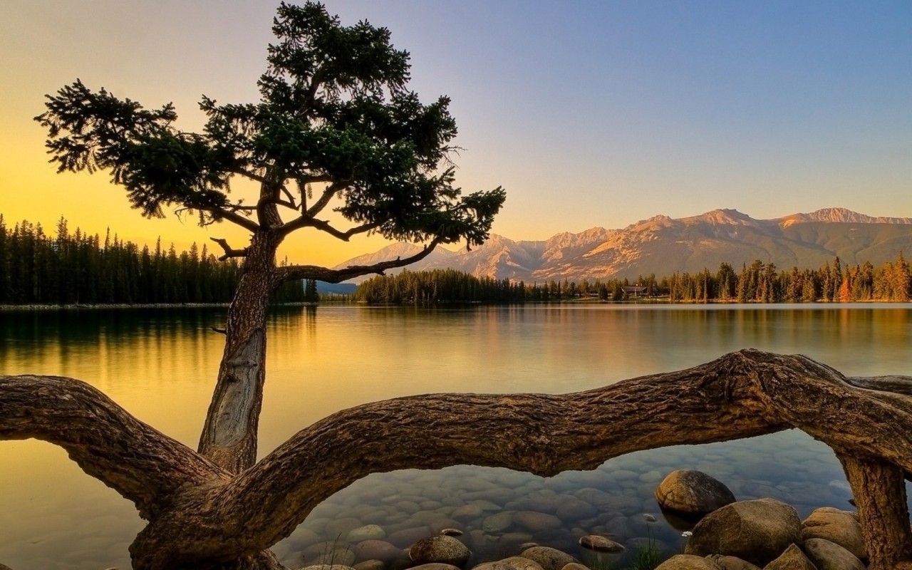 Дерево на берегу