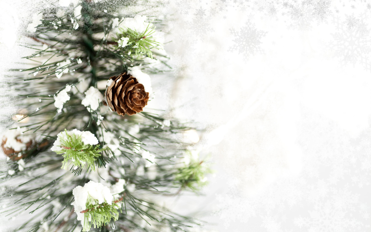 Ветка с шишкой