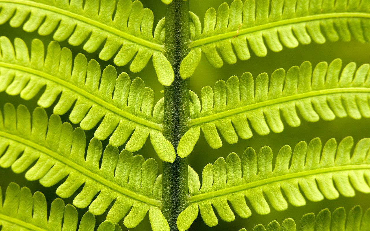 Папоротник