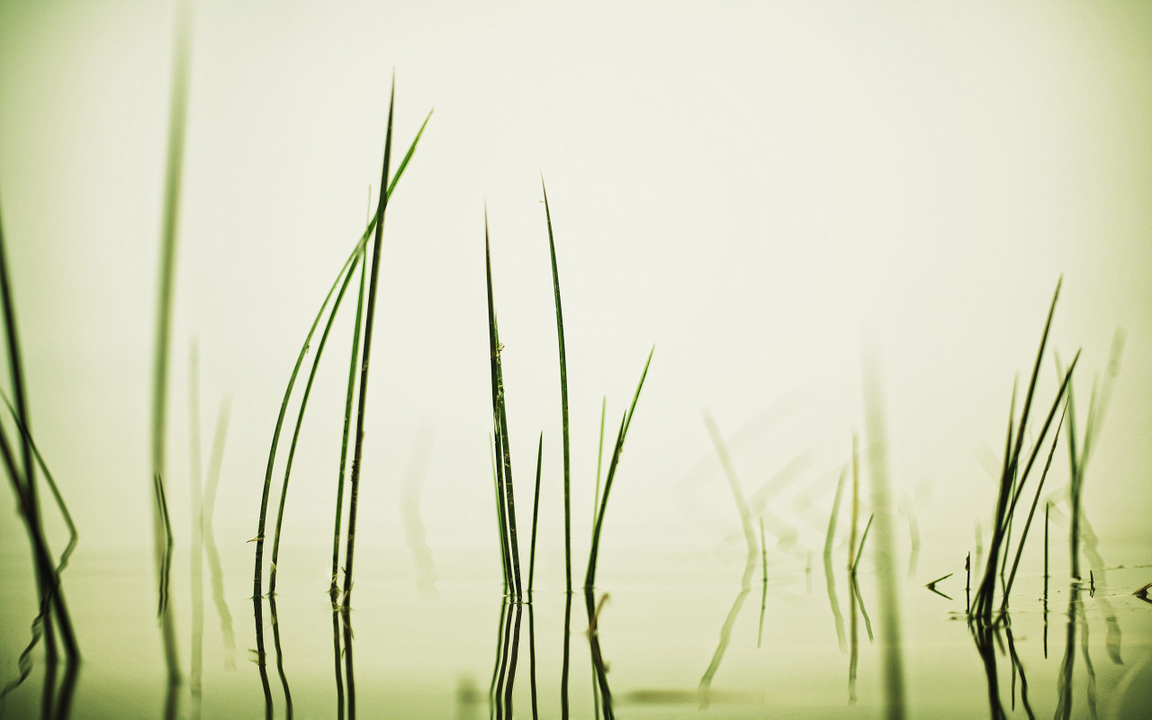 Травинки в воде