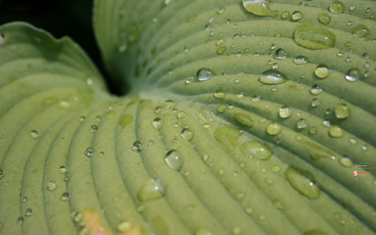 Зеленый лист после дождя