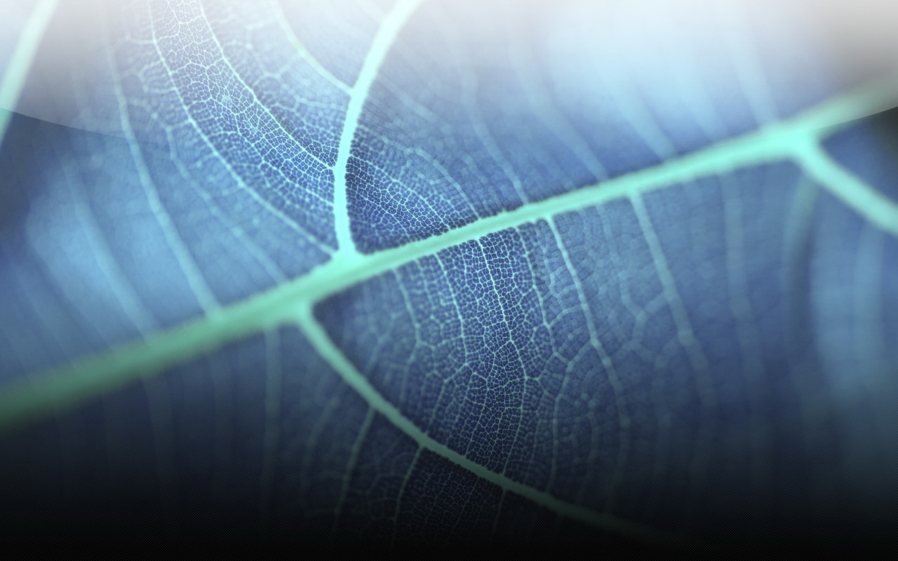 Прозрачный листик