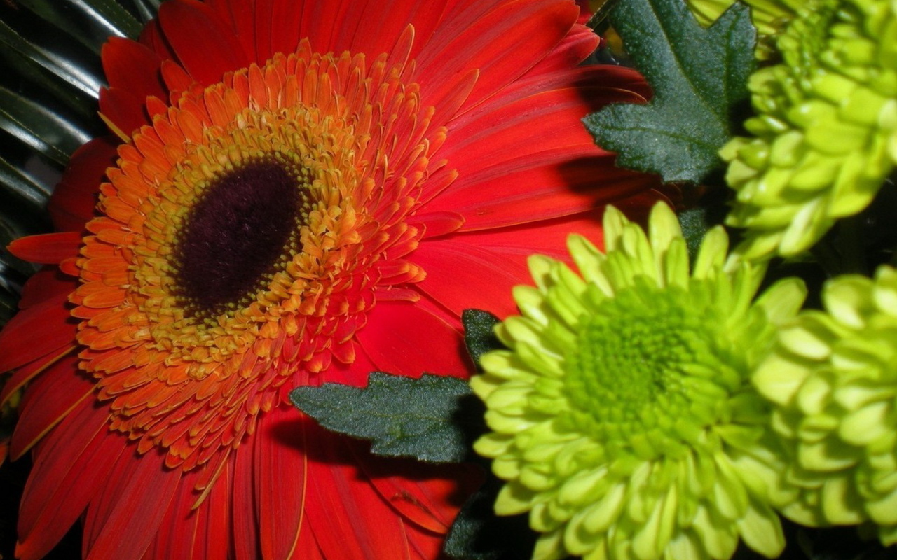 Гербера и хризантемы