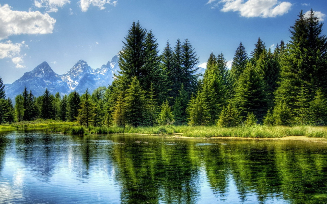 Ели на фоне гор