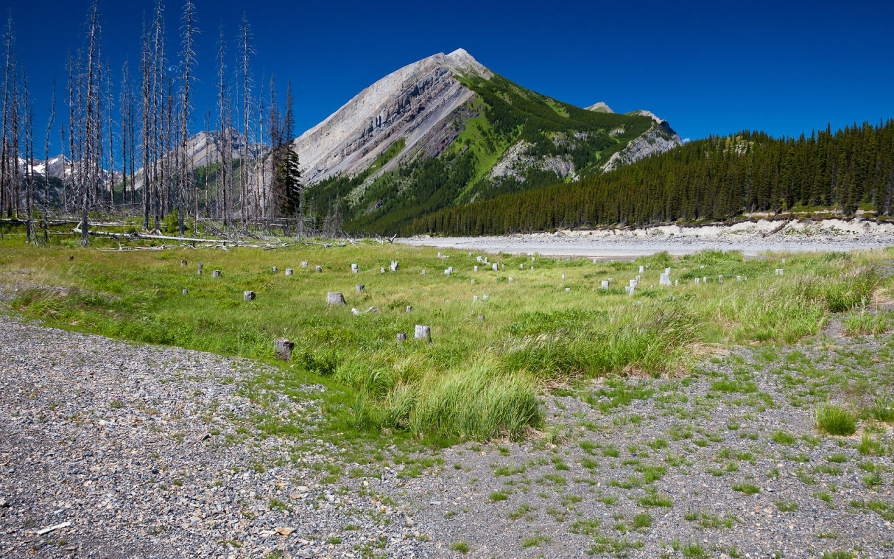 Сухостой у подножия