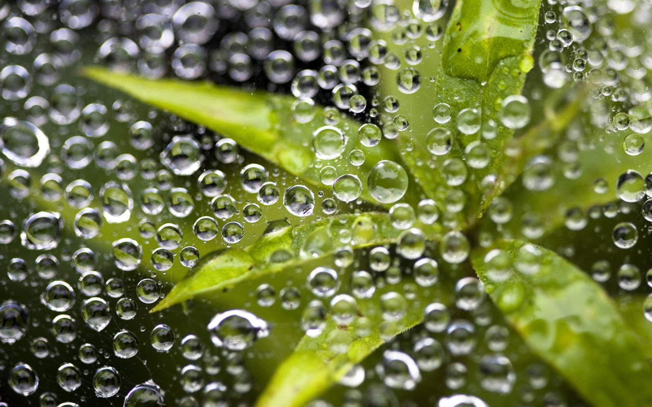 Растение под водой