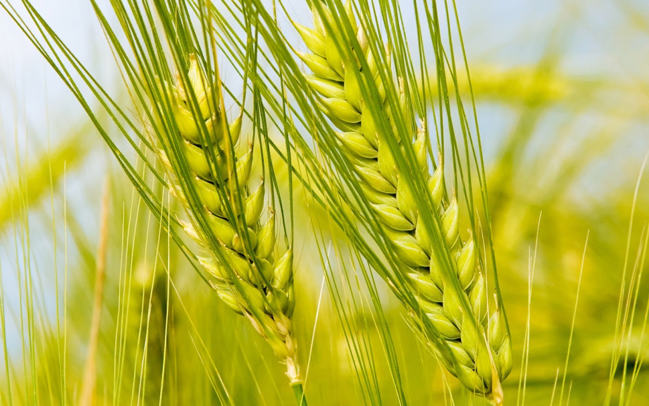 Колоски в поле