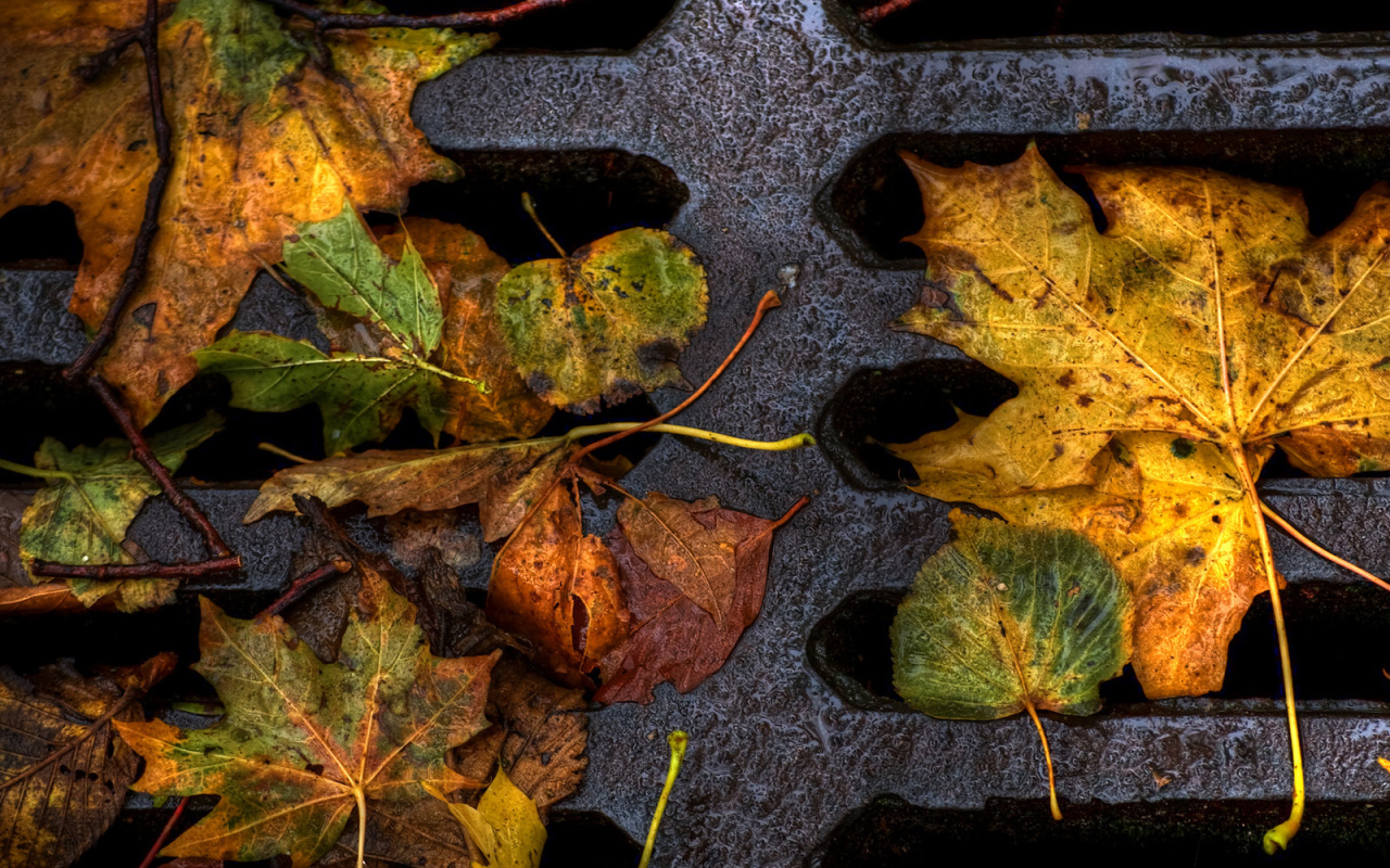 Пожелтевшие листья