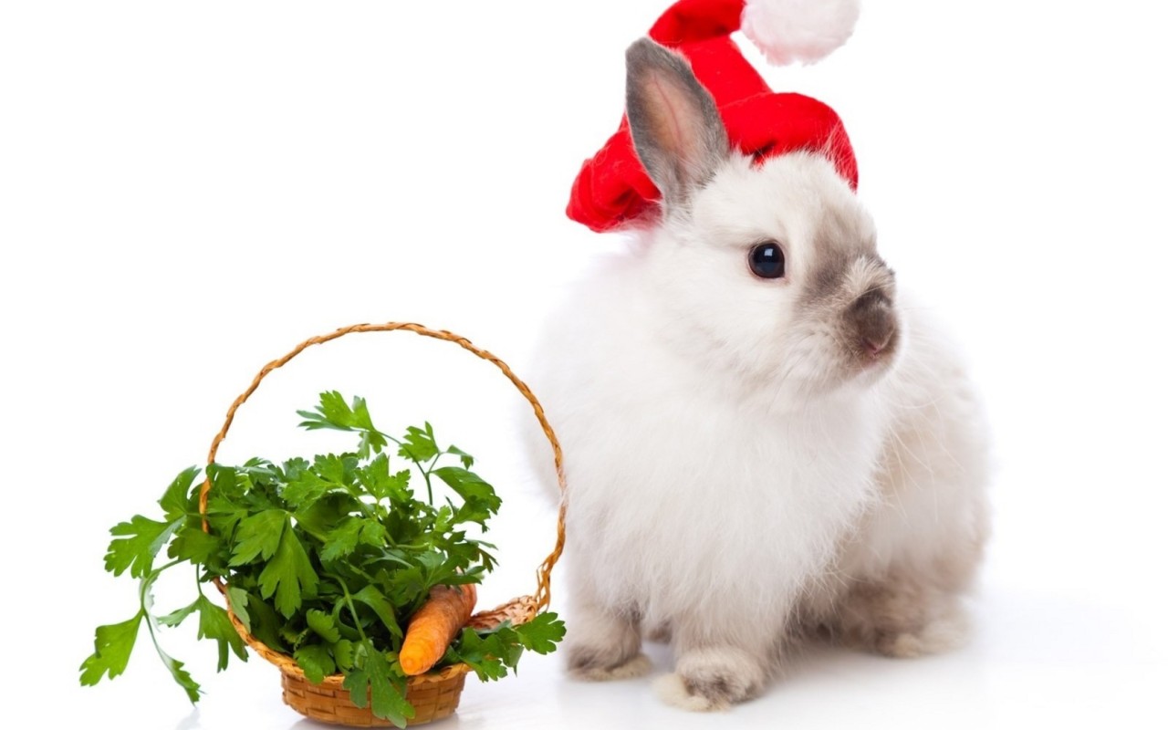 Кролик в колпаке