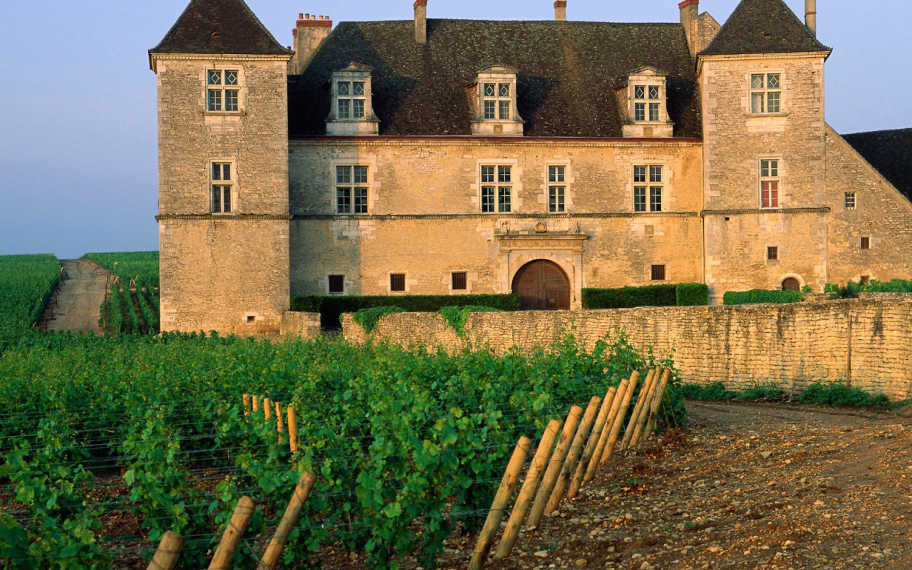 Виноградник возле замка