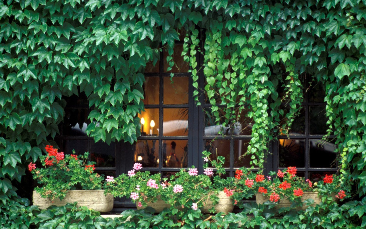 Заросли на домике