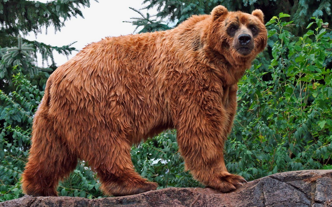 Медведь в лесу