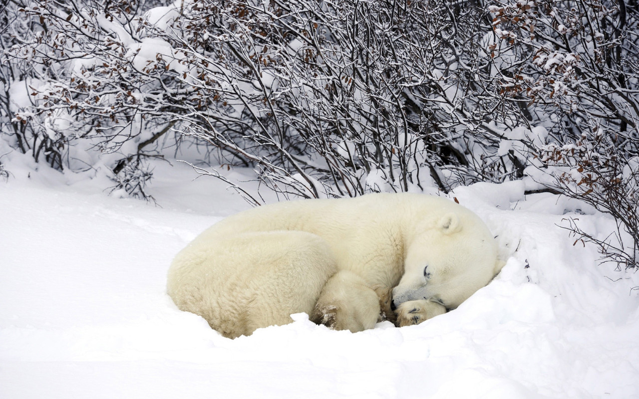 Мишка в снегу