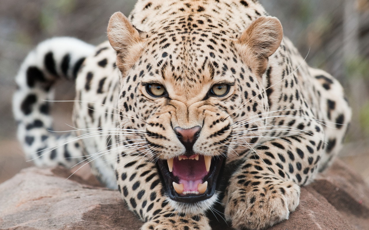 Огрызающийся леопард