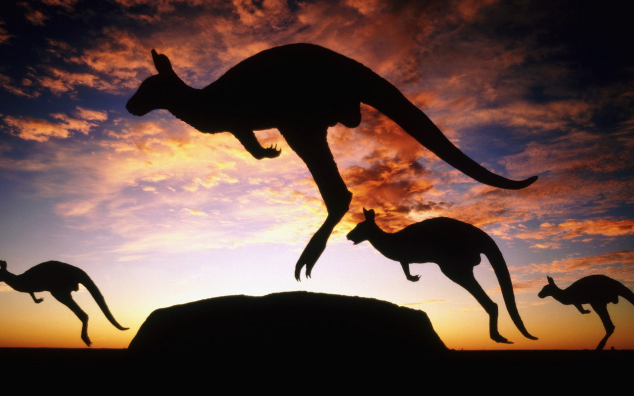 Кенгуру на закате