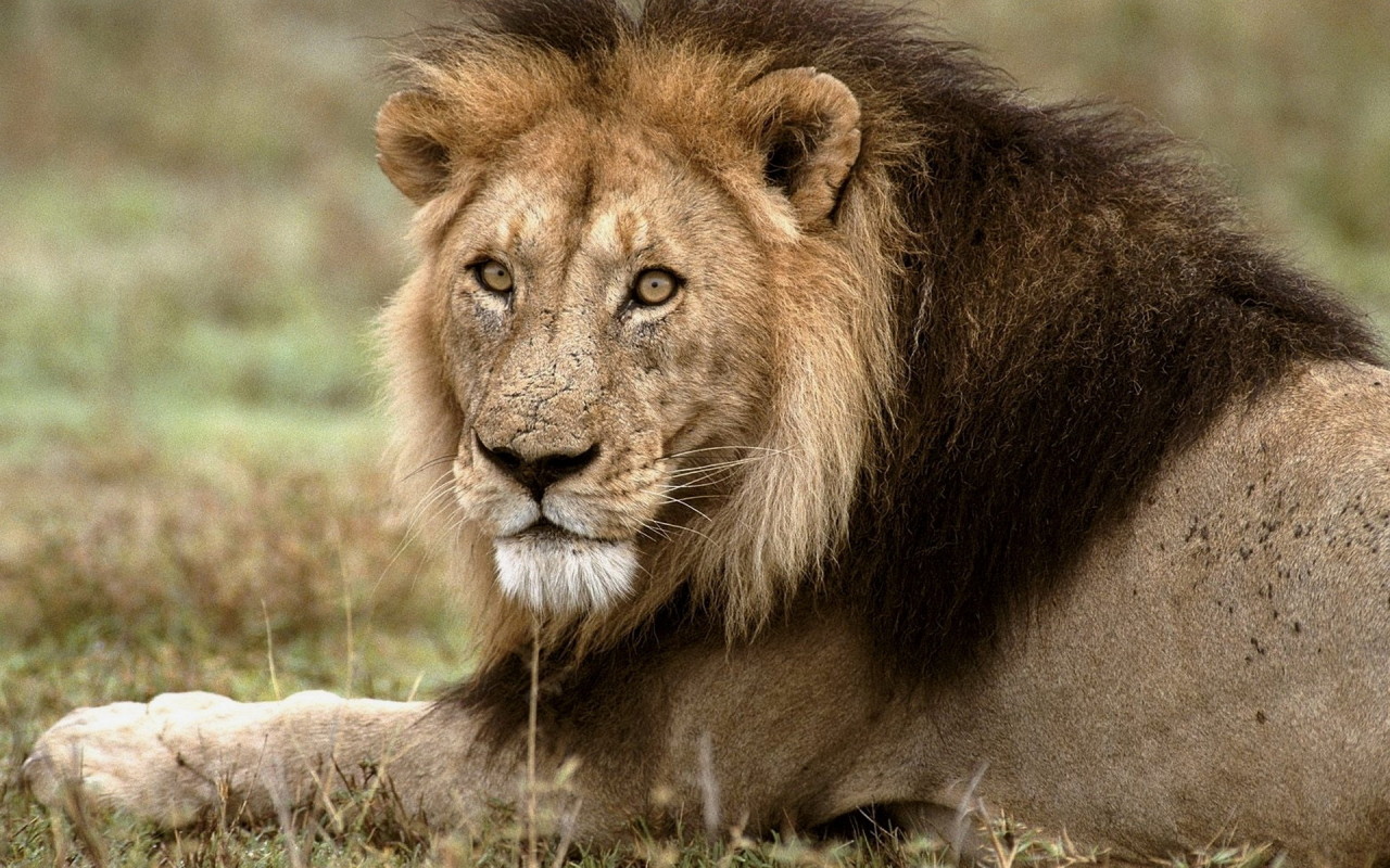 Царь зверей