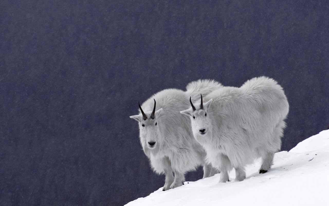 Горные бараны
