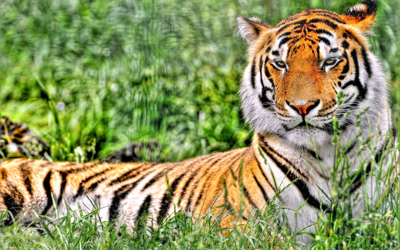 Отдыхающий тигр