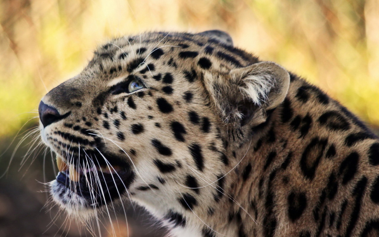 Снежный барс