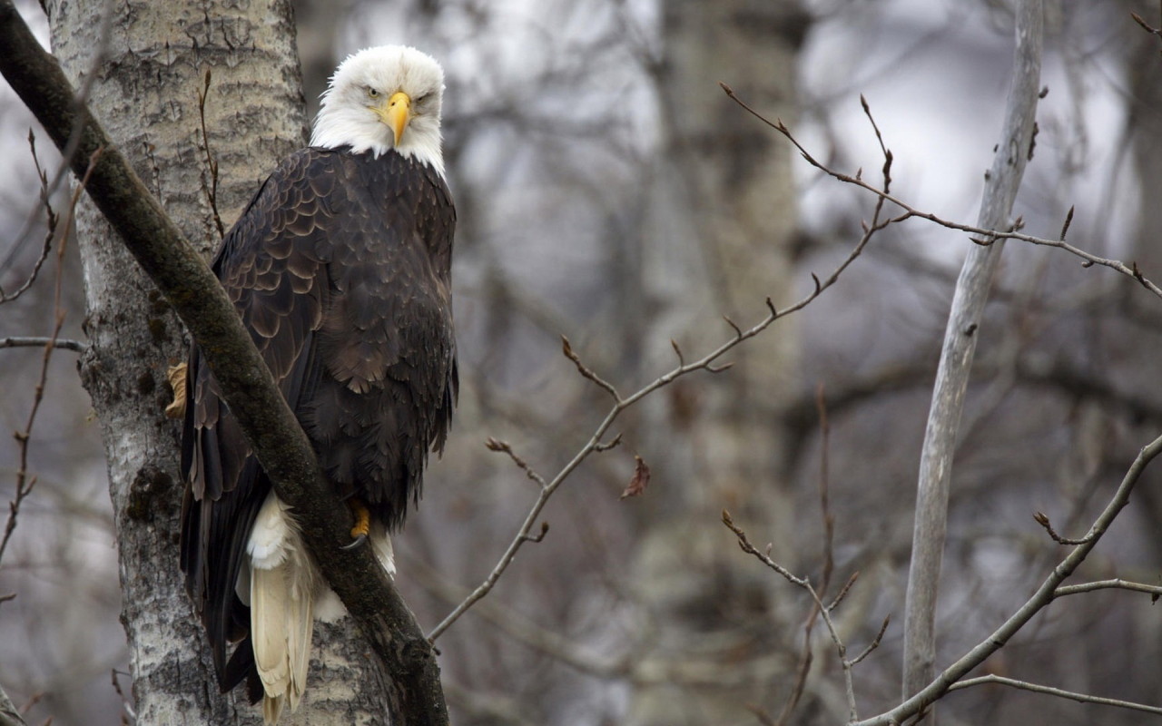Орел на ветке