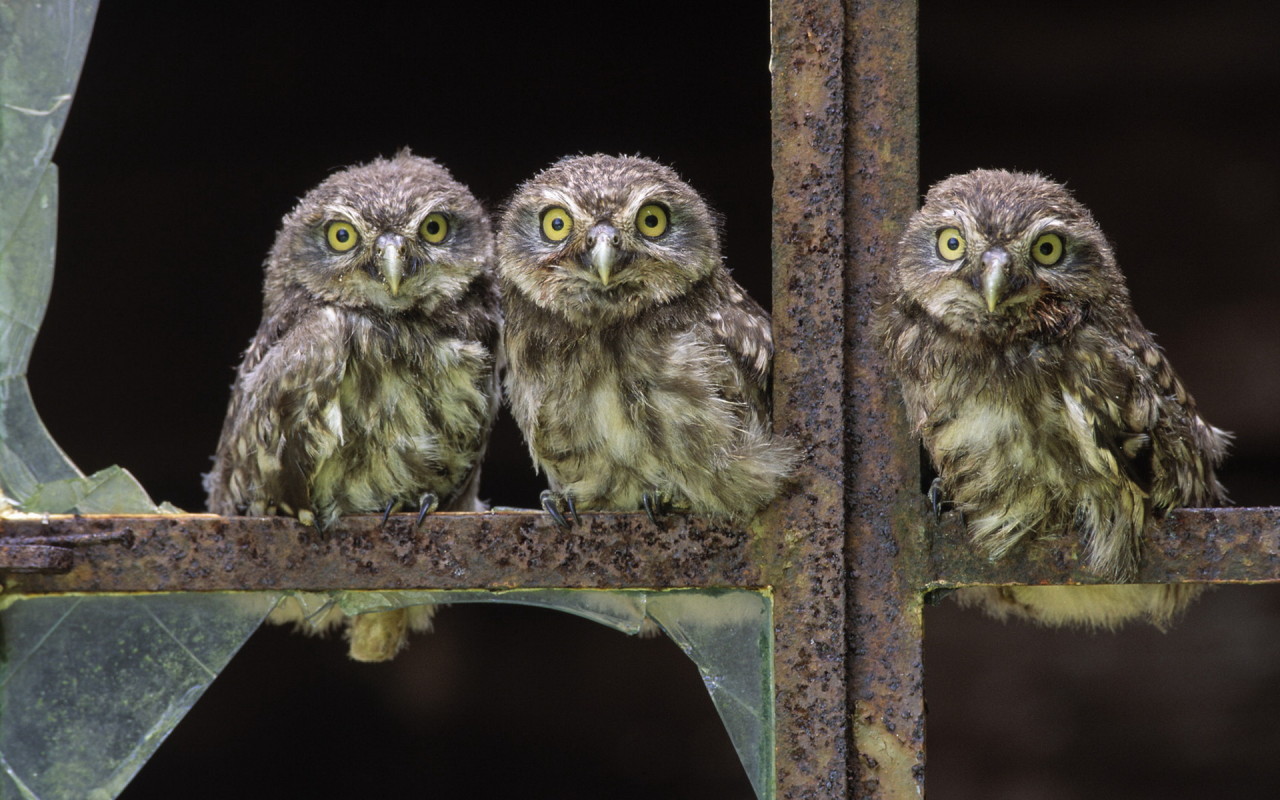 Совы в окне