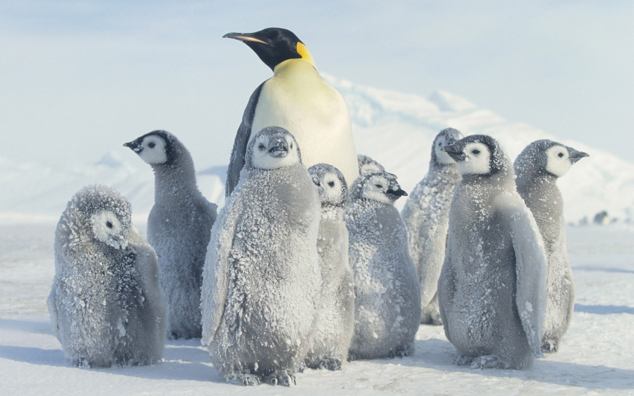 Пингвин и малыши