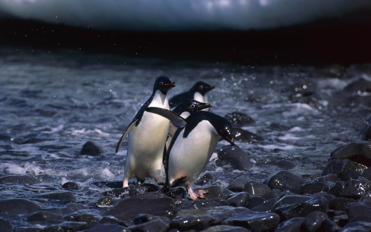 Пингвины на камнях