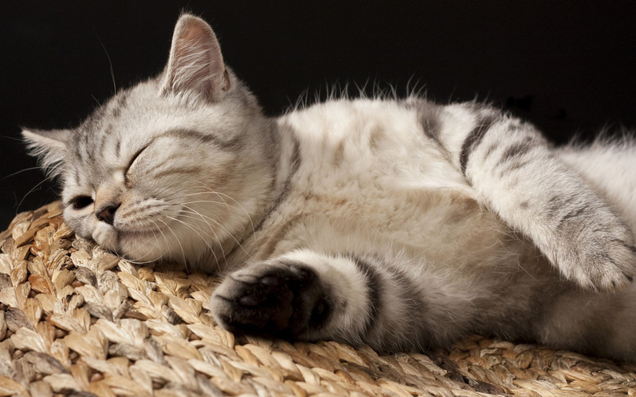 Кошка на корзине