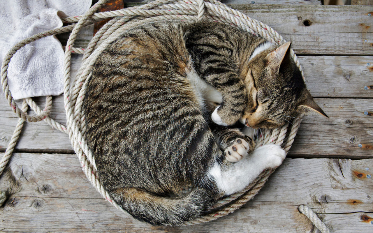 Кошка на веревке