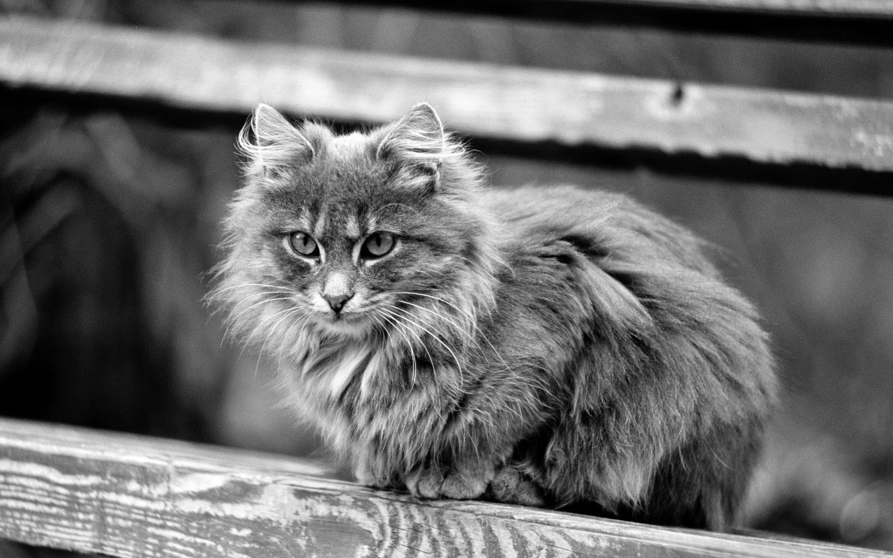 Серая кошечка