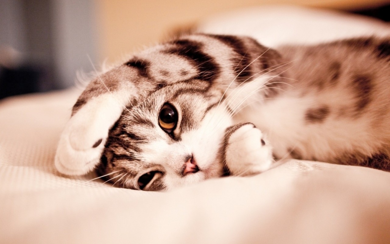 Маленький котенок