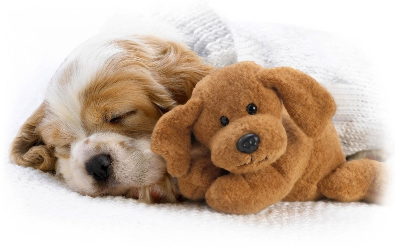 Щенок и игрушка