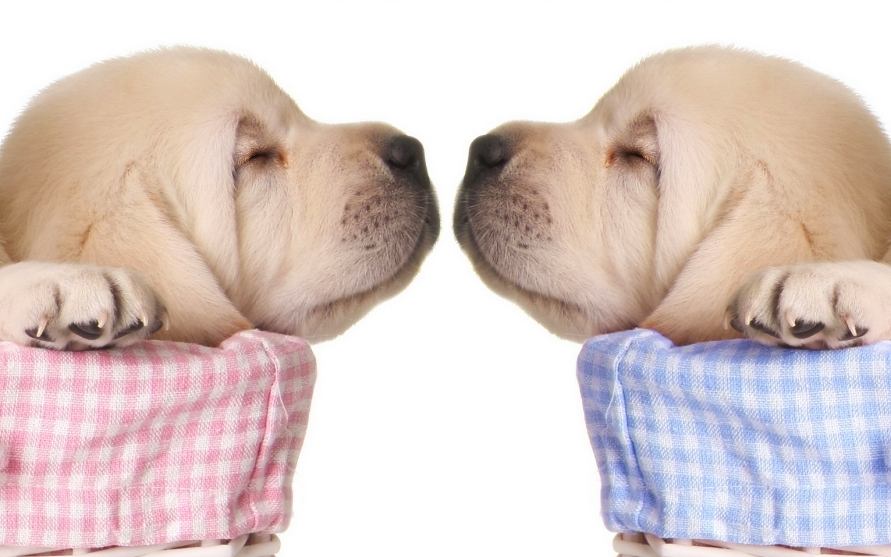 Спящие щенки